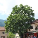 Klišanski stogodišnjak u konkurenciji za stablo godine u BiH