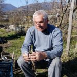 Četiri načina kalemljenja voća iz ruku vrsnog majstora